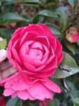 山茶花