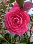 山茶花