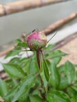 山茶花