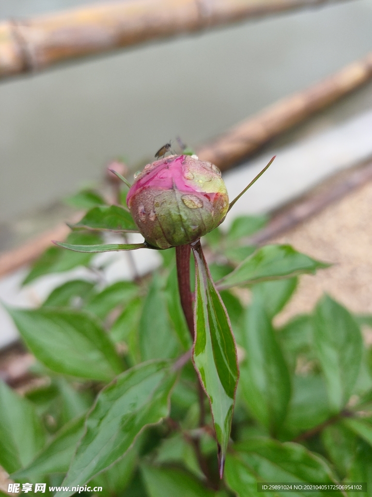 山茶花