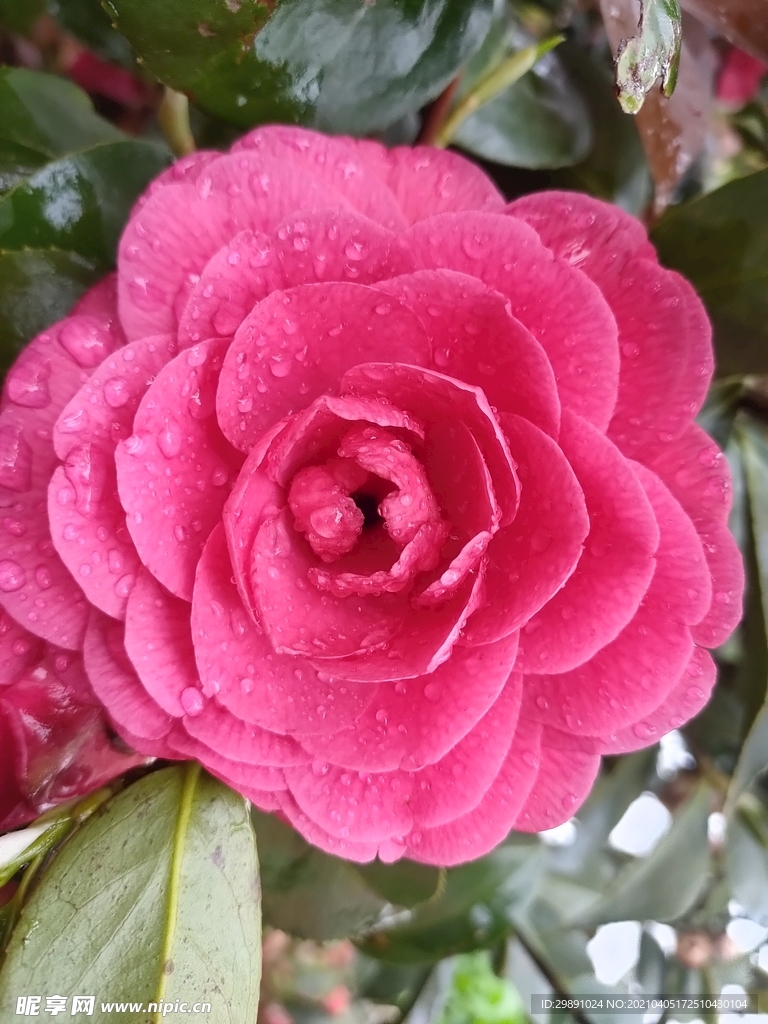 山茶花