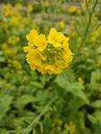 油菜花
