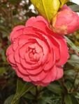 山茶花