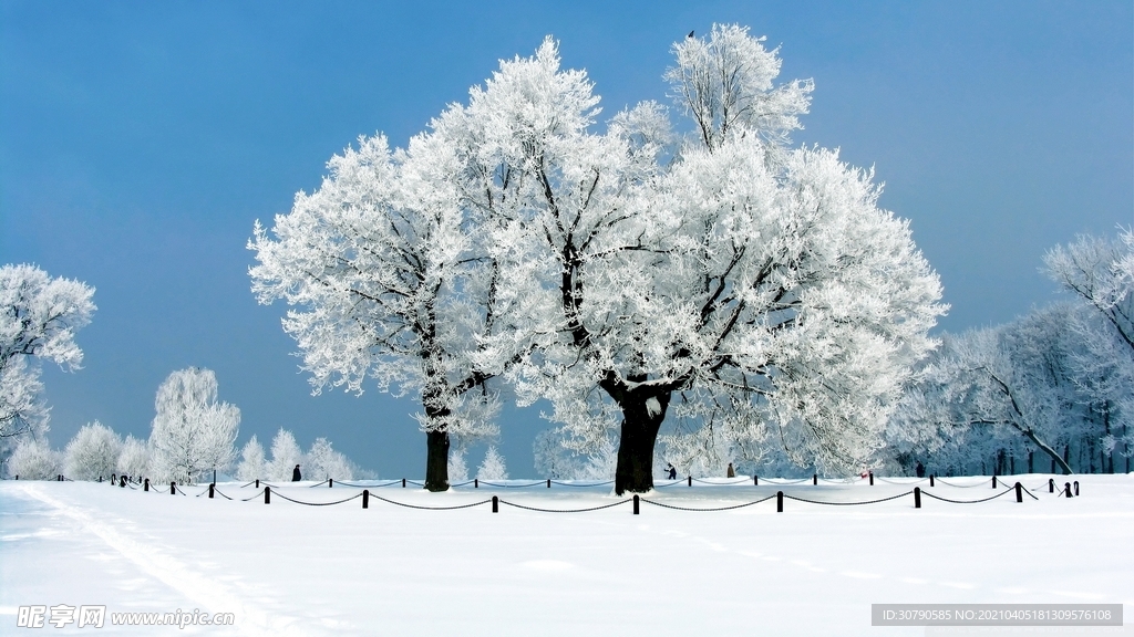 雪景 雾凇