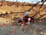 杏花