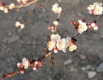 杏花
