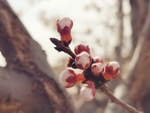 杏花