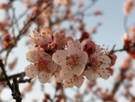 杏花