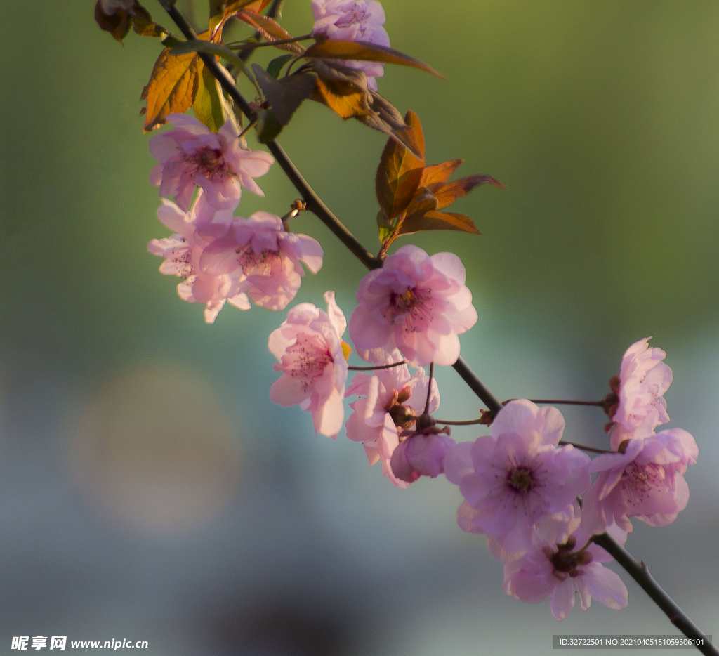 樱花