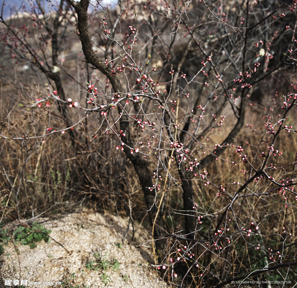 山花