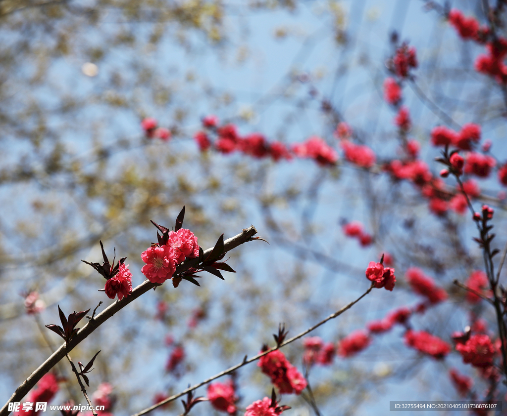 春天 花 红花