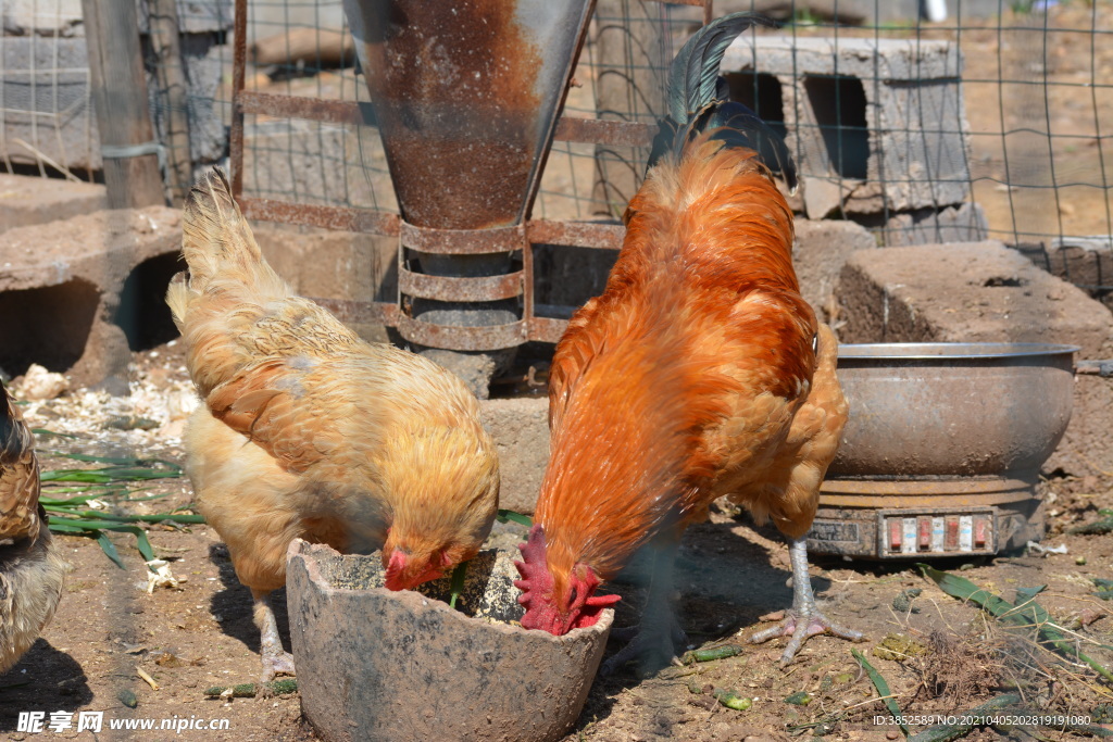 农家散养鸡吃粮食