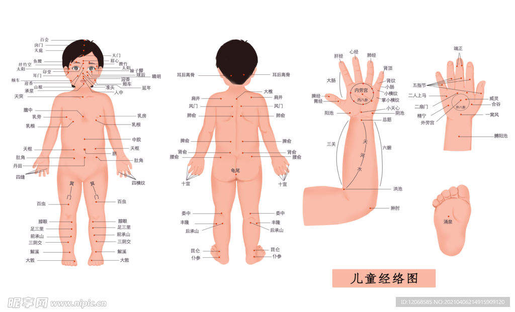 儿童经络穴位图