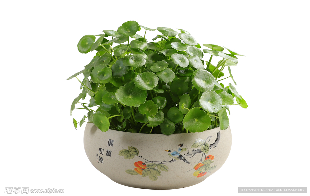 花盆