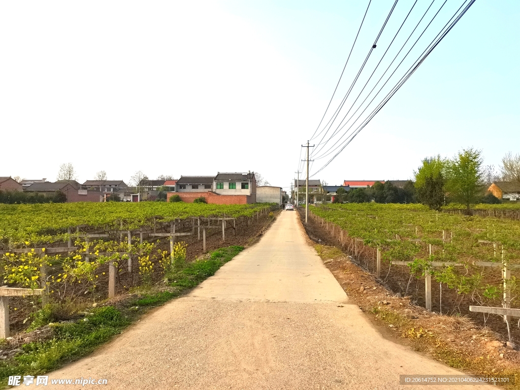 盎然生机的乡村美景