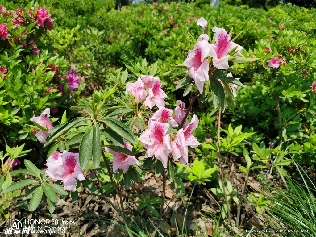 杜鹃花