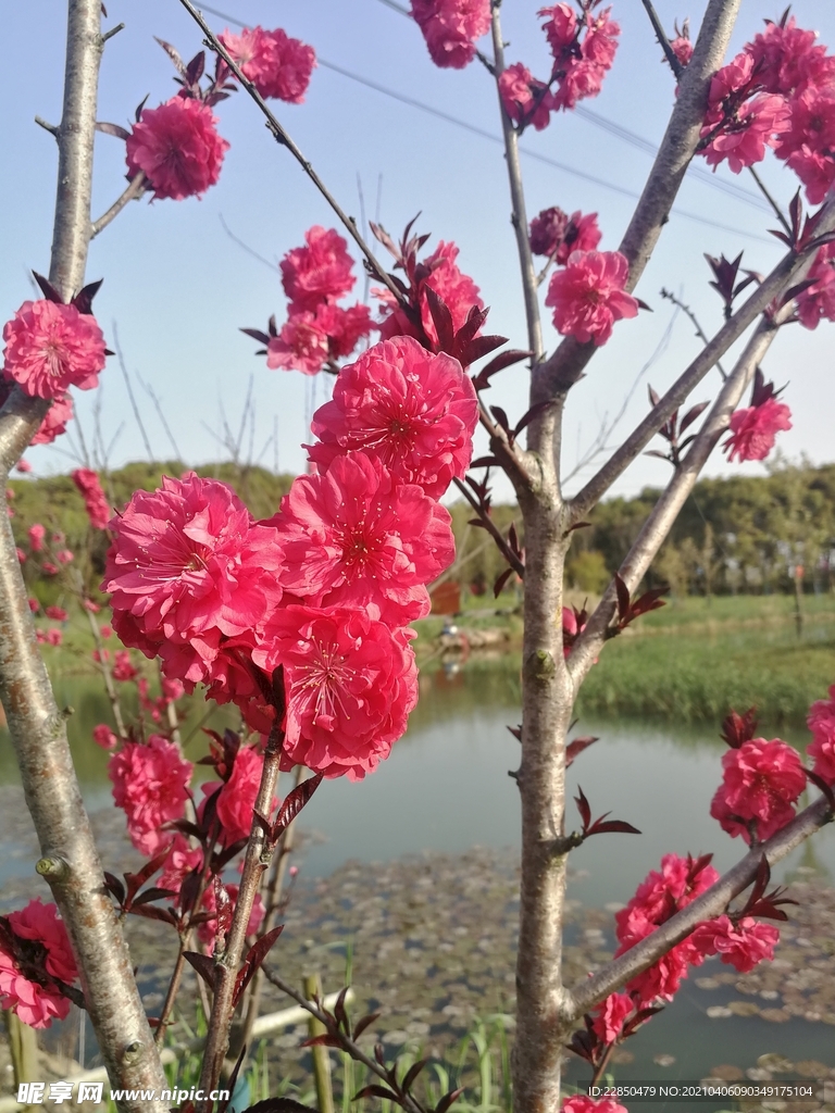 碧桃