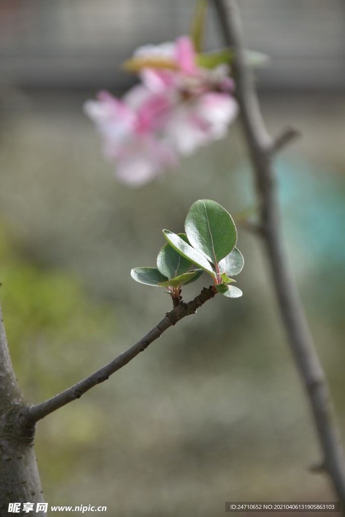 树木发芽