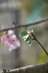 树木发芽