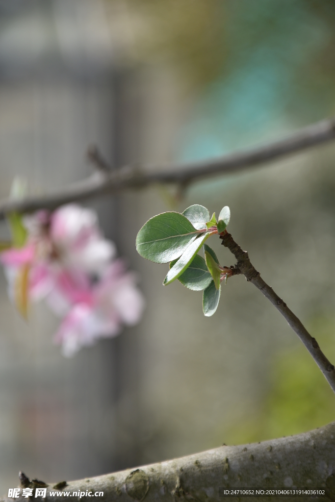 树木发芽