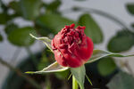 月季花