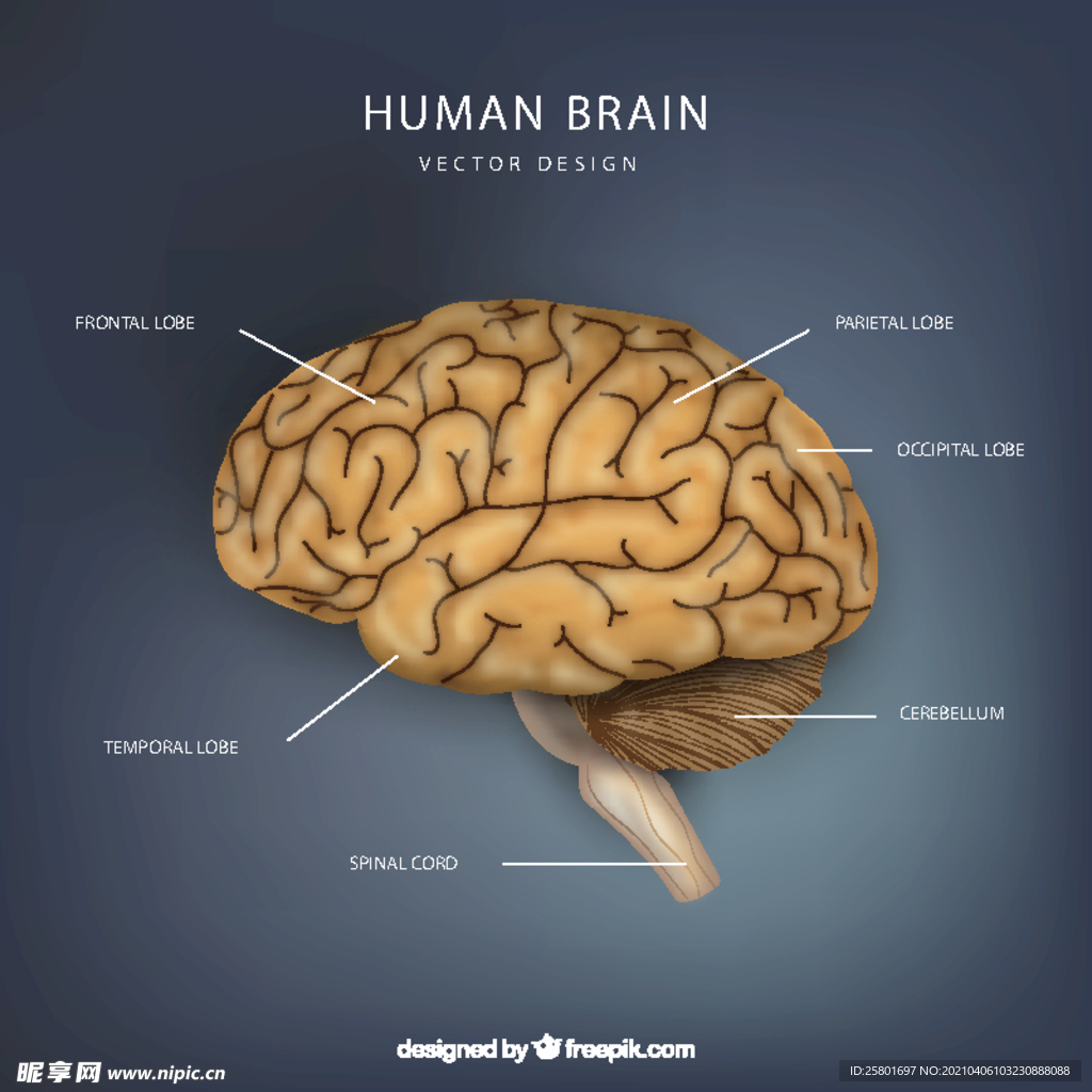 大脑结构图矢量