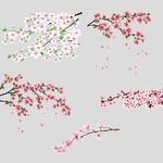 花枝