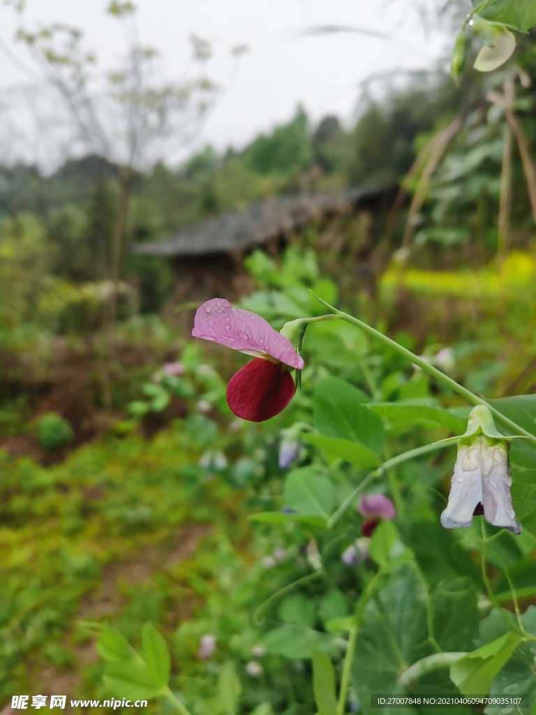 豌豆花