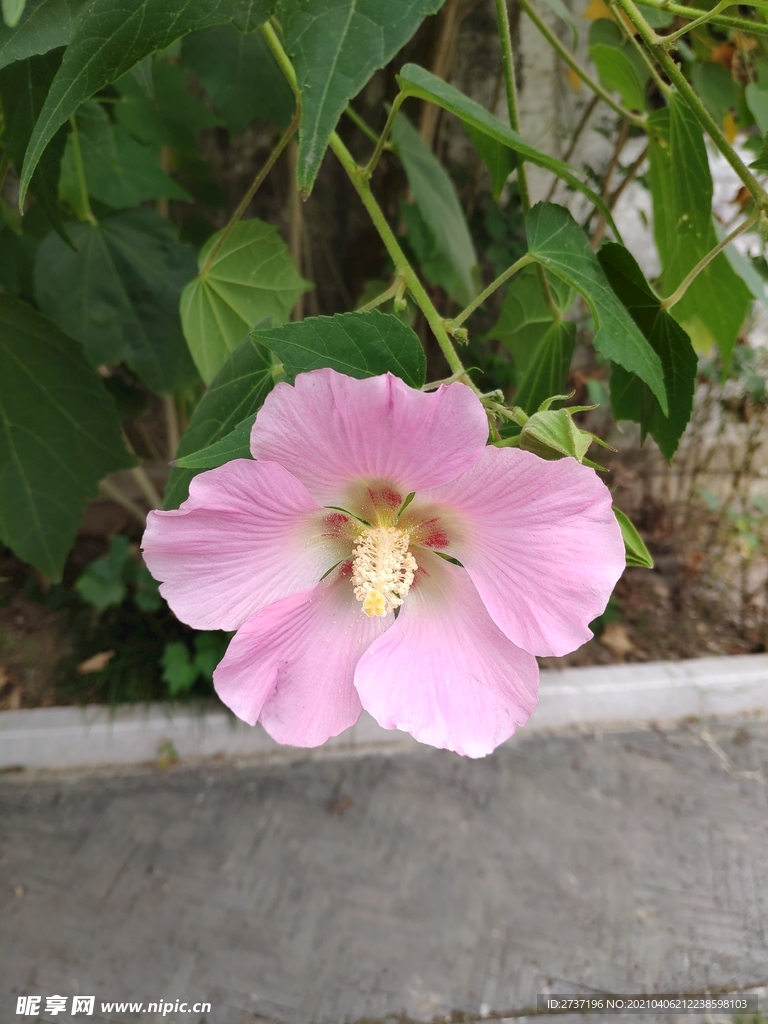 粉色的花