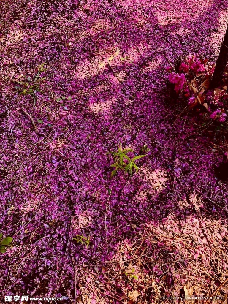 落下的花瓣