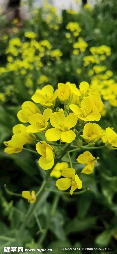 黄色油菜花