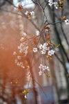 紫叶李花