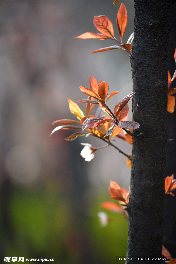 紫叶李树 树芽 树叶