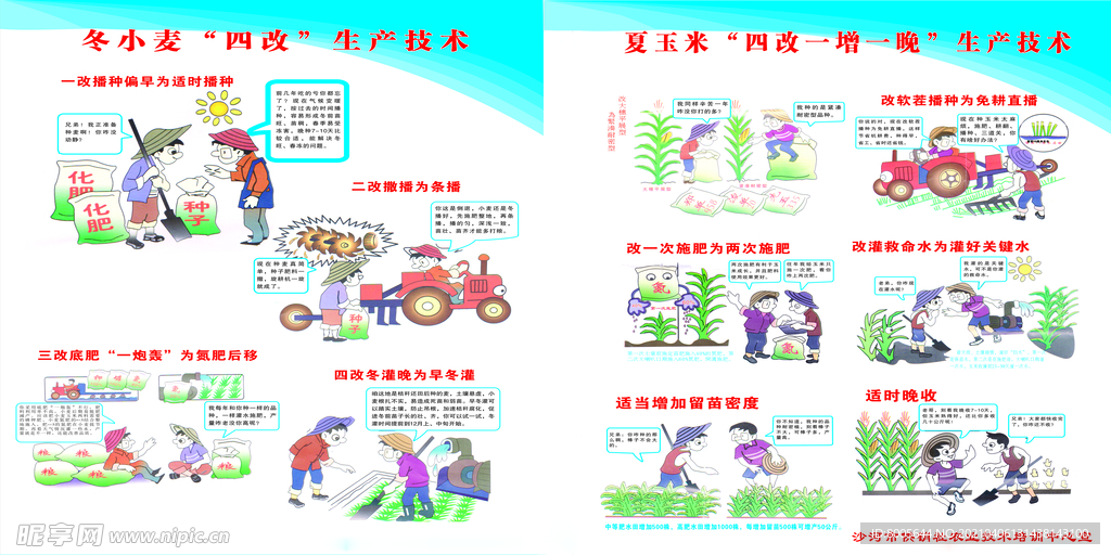冬小麦