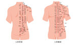 人体腹部及背部经络穴位图