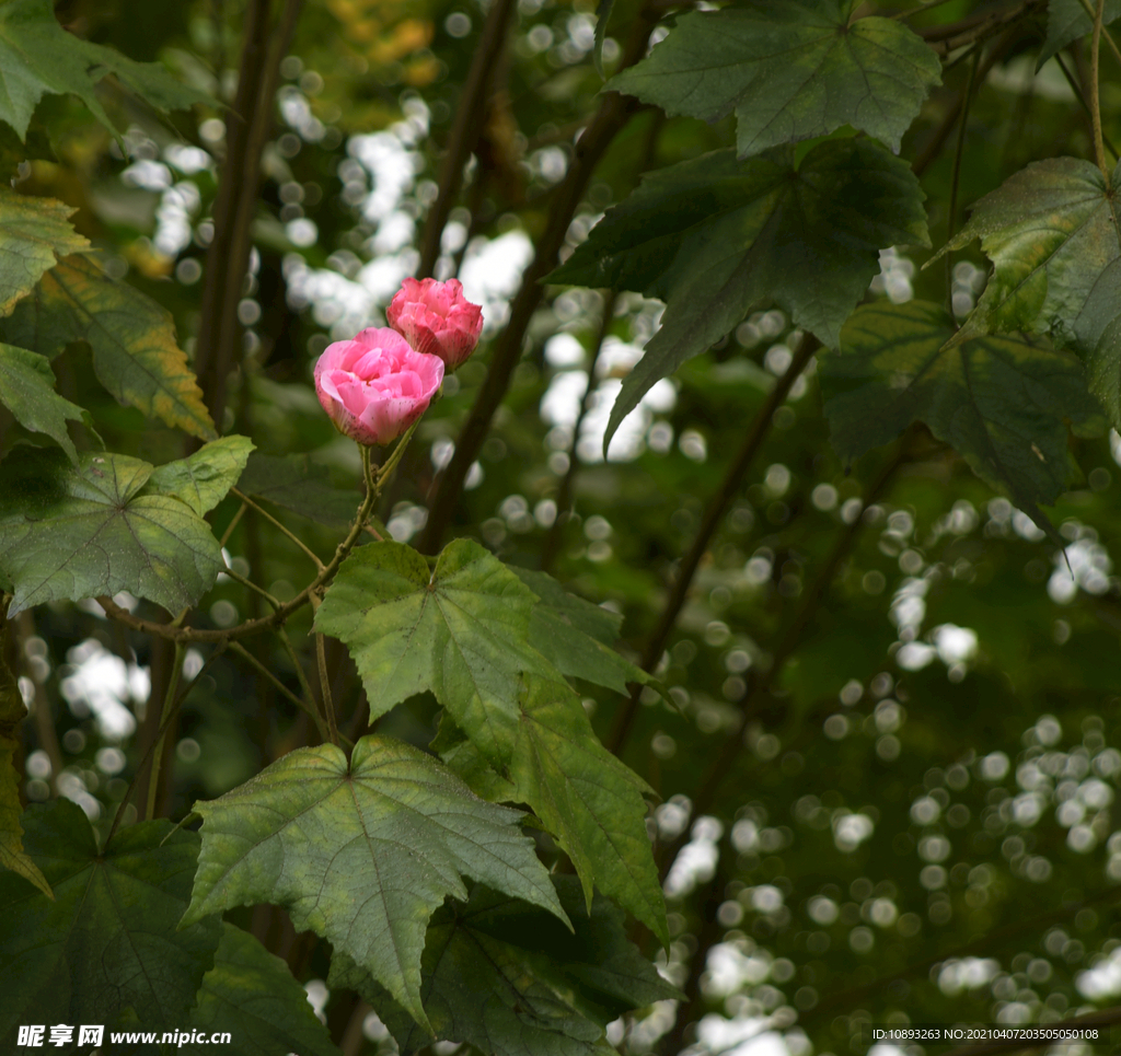 芙蓉花
