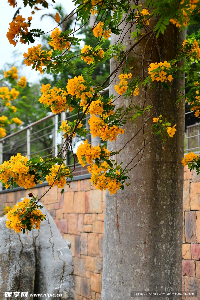 花卉