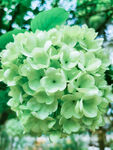 琼花