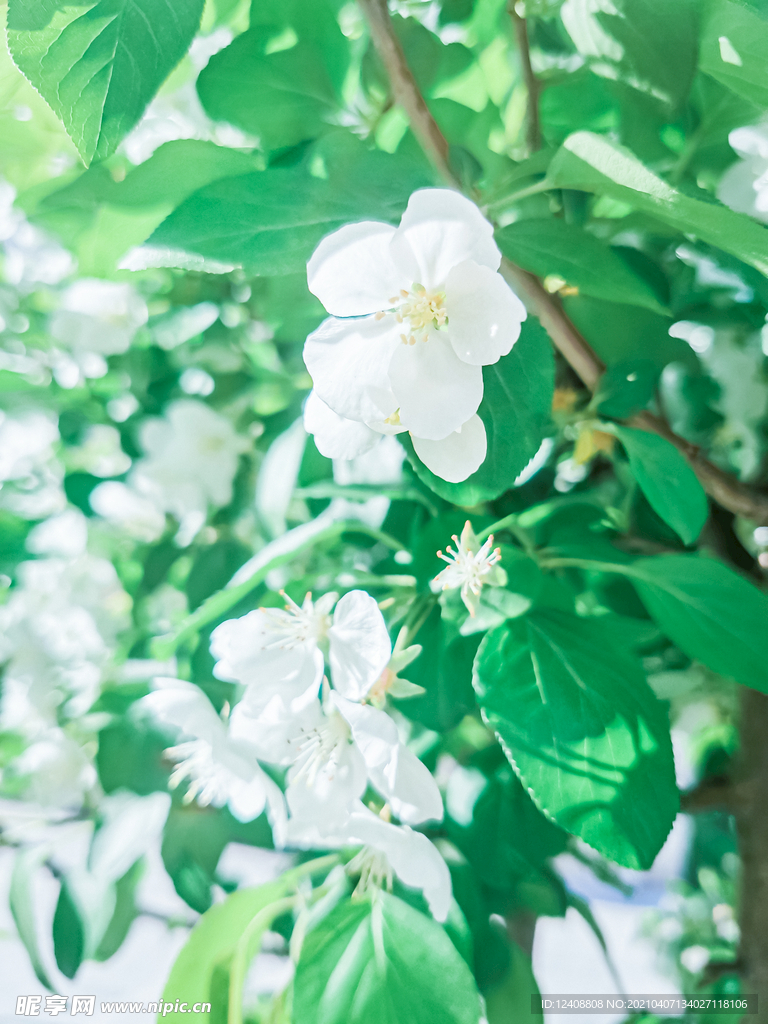 花