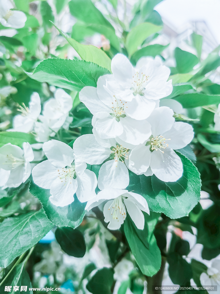 花