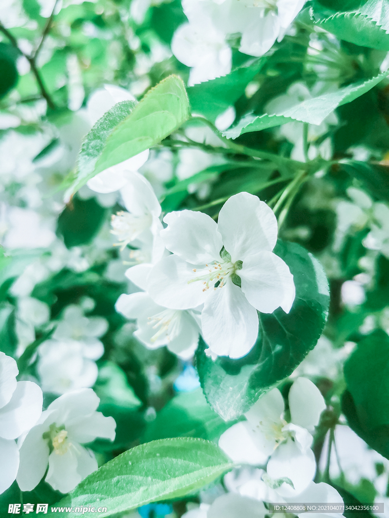 花