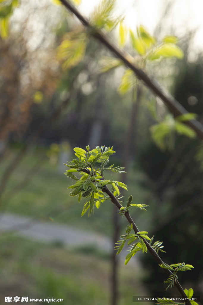 春天的树木开始发芽