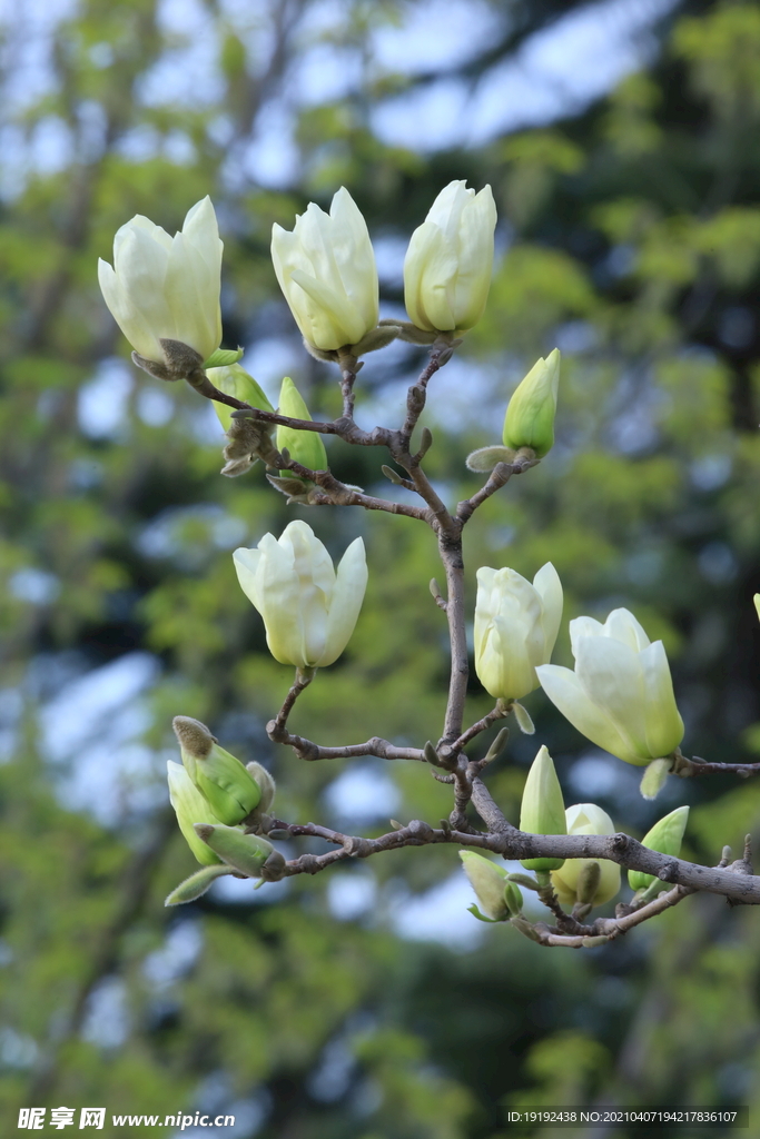 玉兰花