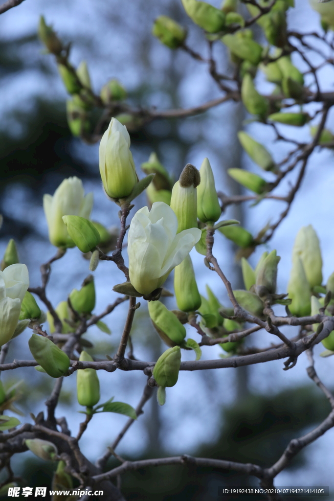 玉兰花