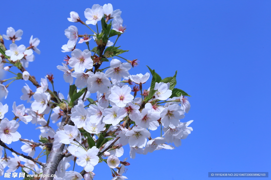 樱花