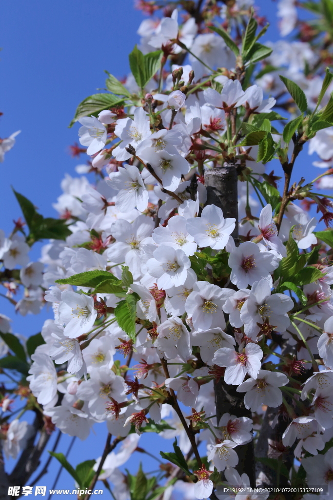 樱花