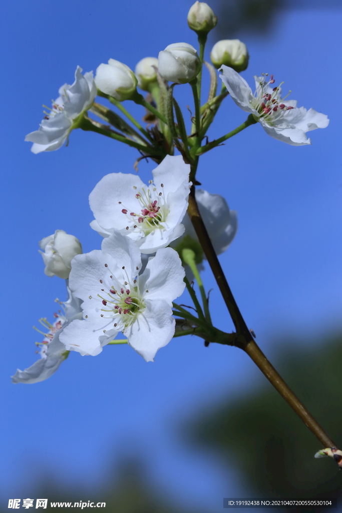 梨花