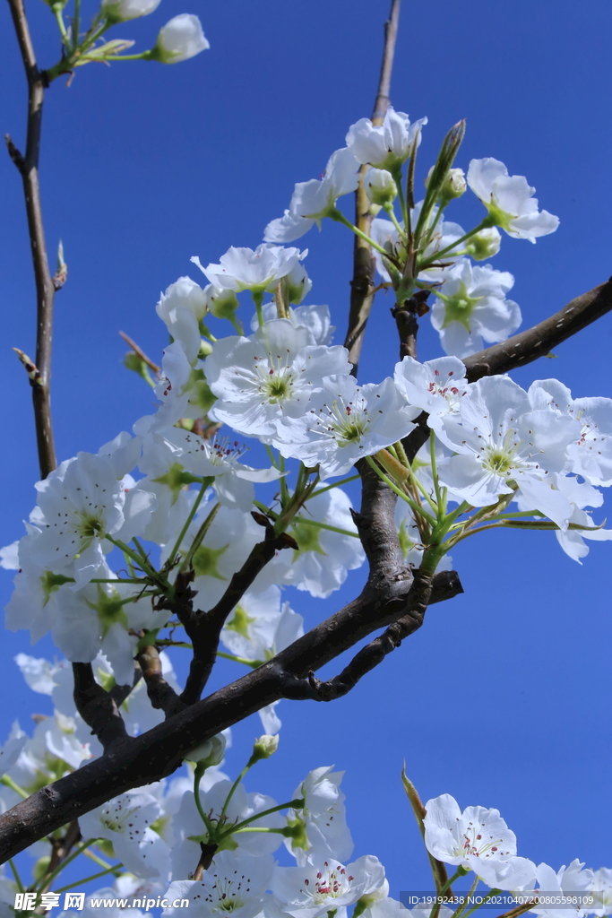 梨花