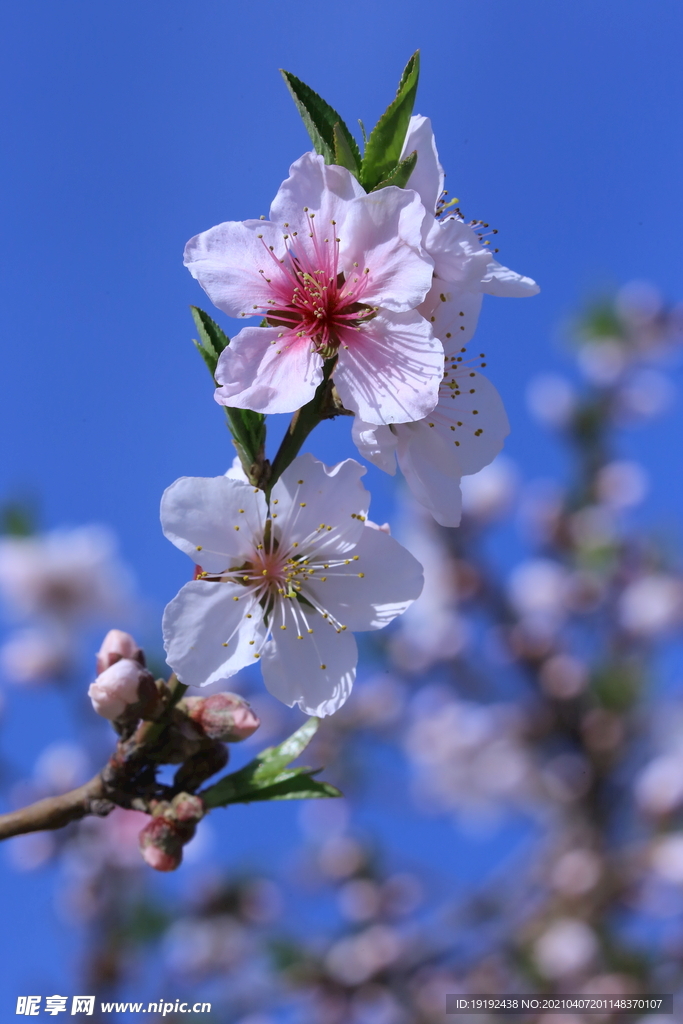 桃花