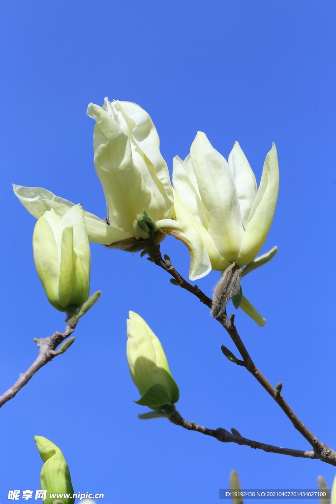 玉兰花